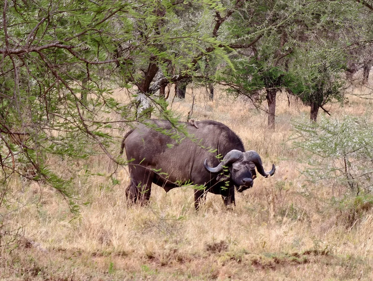 Buffaloes under an acacia tree in Tanzania