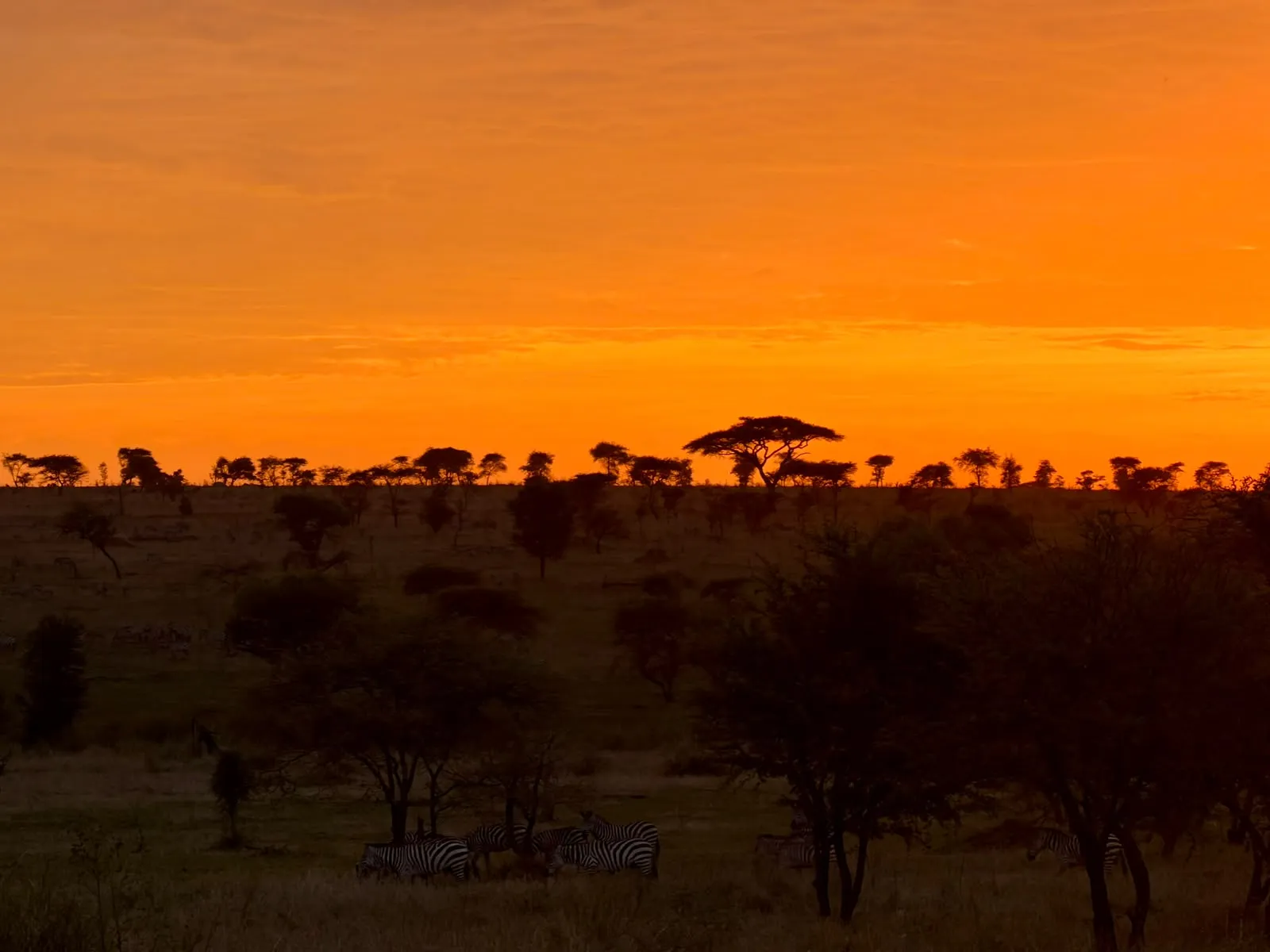 Sunset behind an acacia tree in Tanzania
