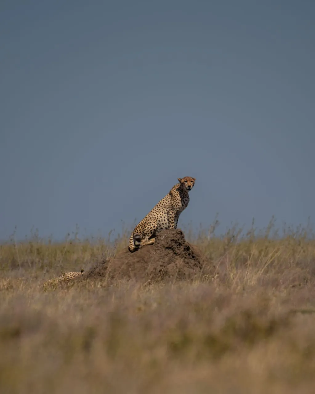 Cheetah sitting on a termite mound, scanning the plains