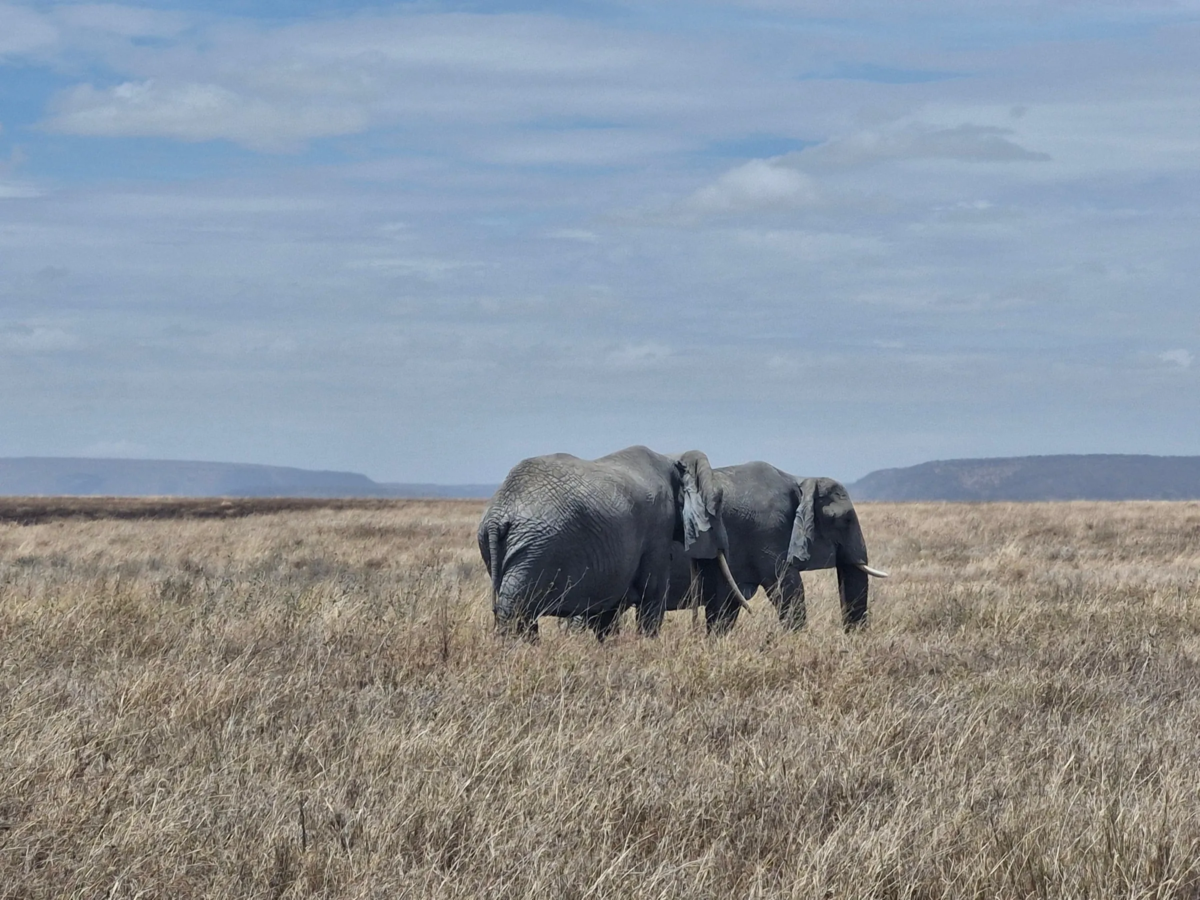 Two elephants walking across the open Serengeti plains