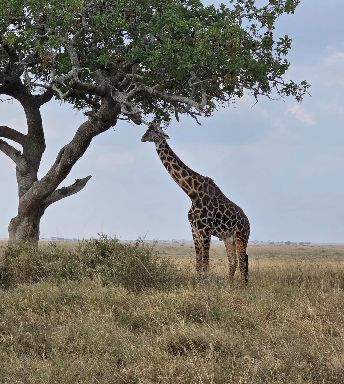 Giraffe feeding from an acacia tree on the Serengeti