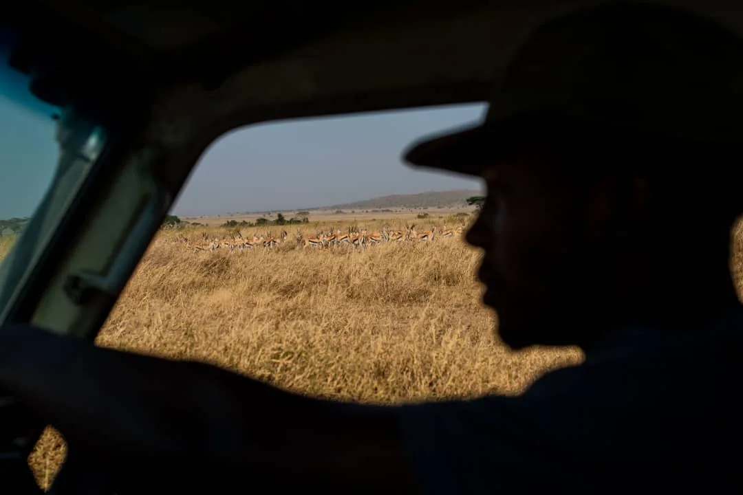 Our guide watching a herd of gazelles from the safari vehicle