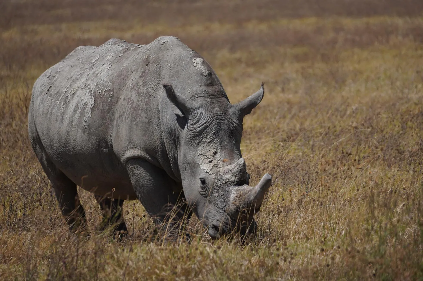 White rhino grazing in golden grass
