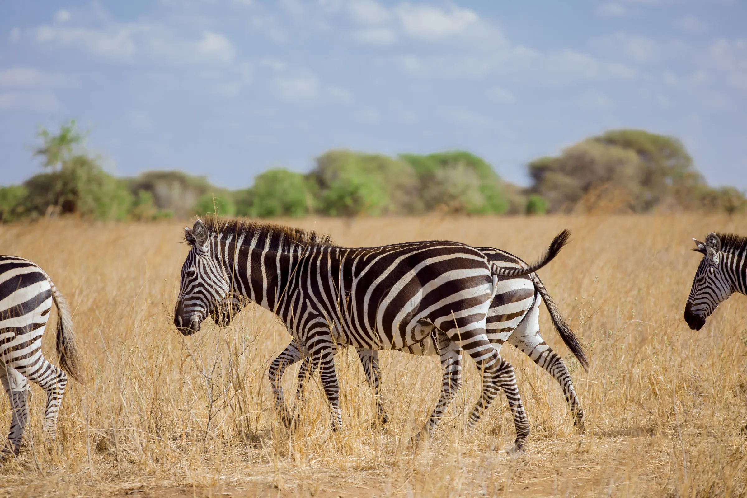 Zebras walking through golden grass on a Tanzania safari