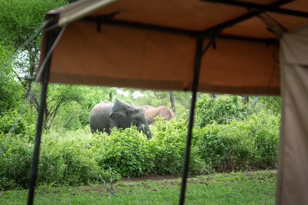 Baobab Tented Camp Tarangire, photo 2