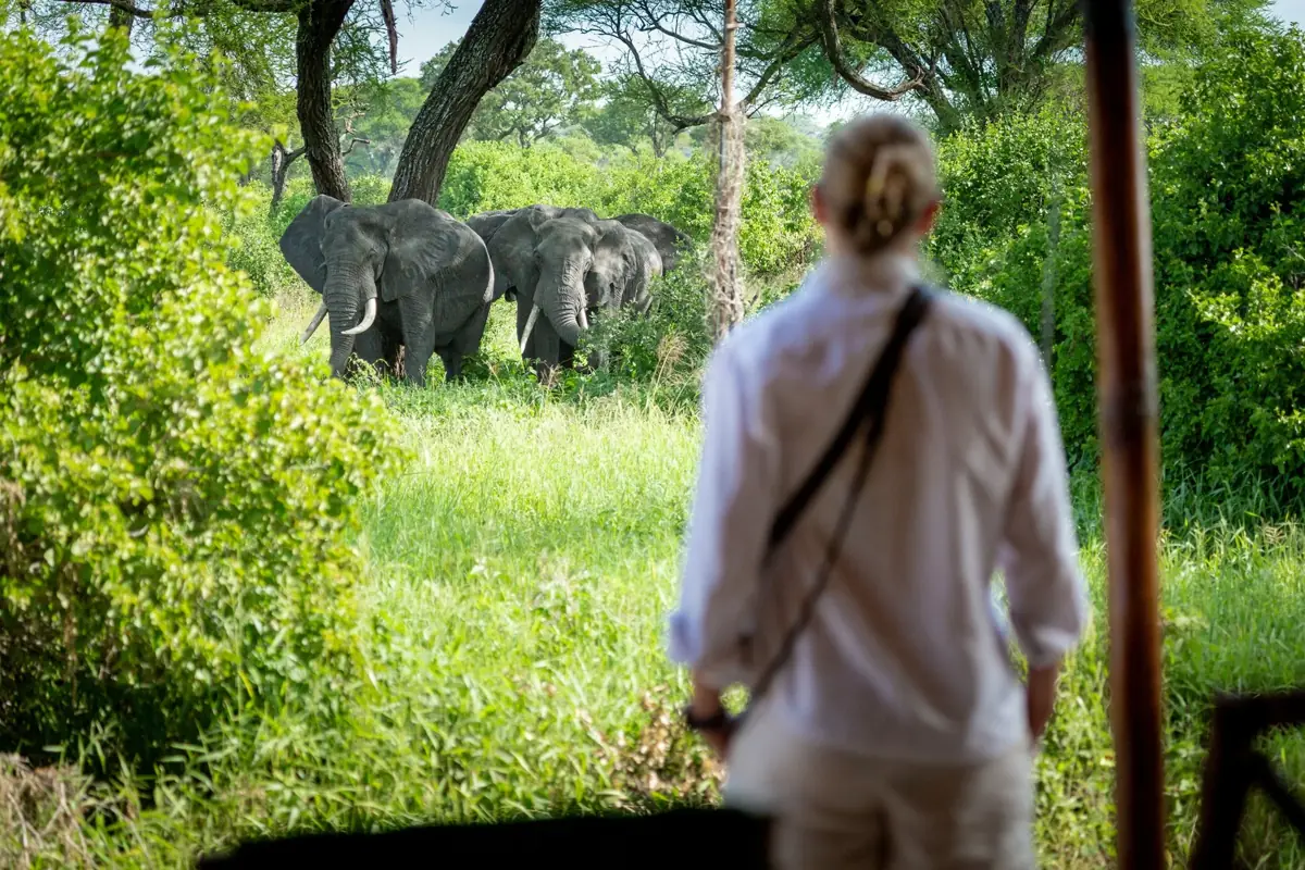 Baobab Tented Camp Tarangire, photo 3