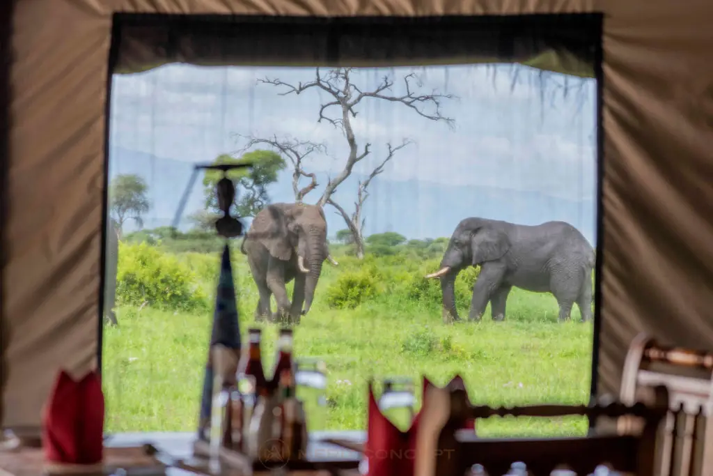 Tarangire Simba Lodge