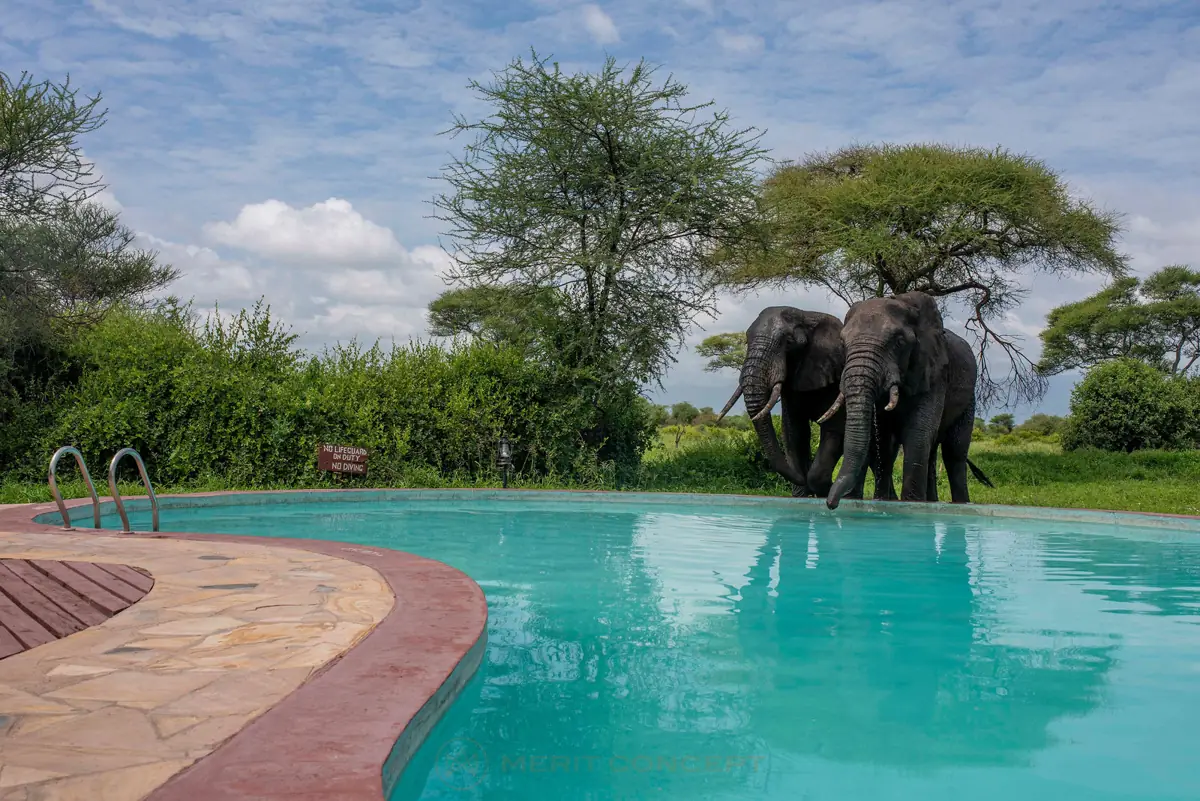 Tarangire Simba Lodge, photo 4