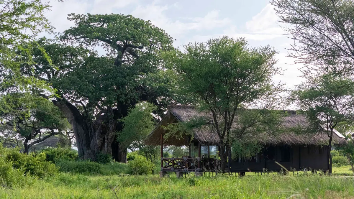 Tarangire Simba Lodge, photo 5